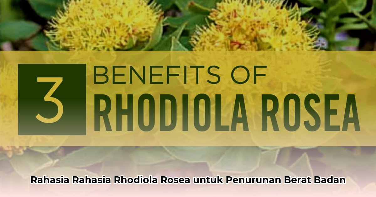 can rhodiola help with weight loss